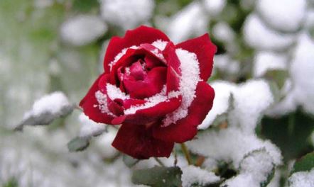 scarlet red against the white of snow