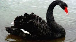 black swan swimming in water
